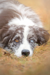 Blue Merle Border Collie