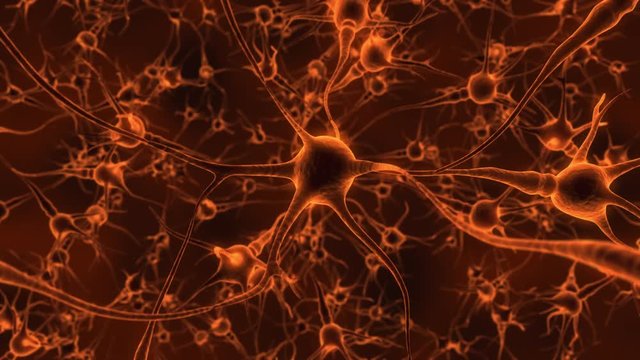 Humain Brain And Neurons
