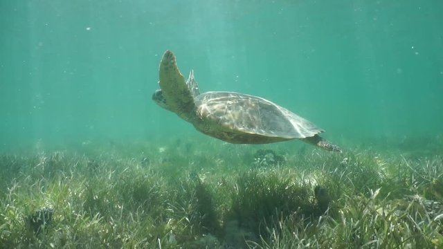 Underwater on the side of a green sea turtle going to water surface to breathe and swimming down over shallow seabed with turtle grass, south Pacific ocean, New Caledonia
