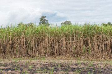 Sugarcane field in blue sky with cloud in Thailand