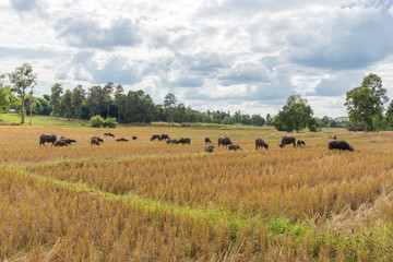 Buffalo eating hay in rice field,Harvest time last year