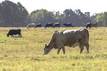 Blond cow grazing with herd in background