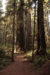 trail to redwoods