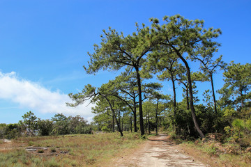 Fototapeta premium landscape