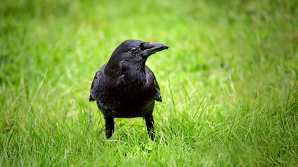 Crow in a field