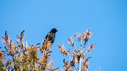 American Crow in pine tree top