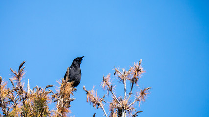 American Crow in pine tree top