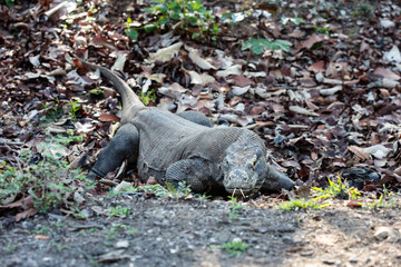 Komodo Dragon in Dry Stream Bed in Komodo National Park