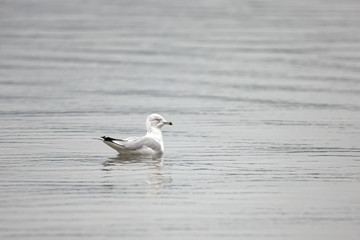 Seagul floating on water.