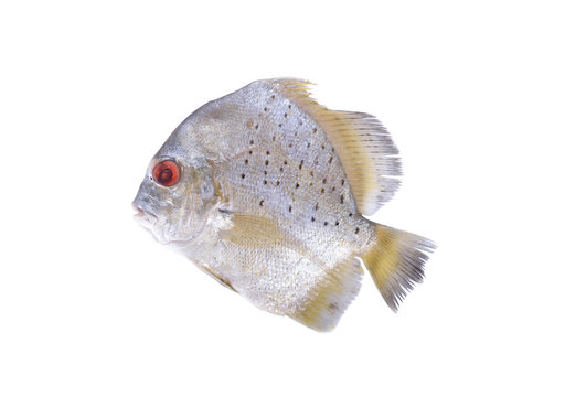 raw spotted sicklefish on white background