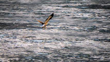 Bald Eagle on ice in spring
