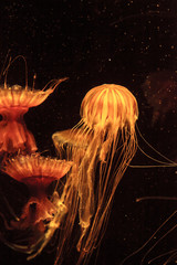 Fototapeta premium Gold with dark stripes Japanese sea nettle jellyfish Chrysaora pacifica in an aquarium