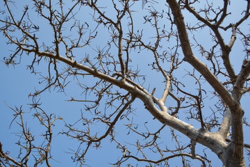 Fototapeta na wymiar Dried twigs and sky background