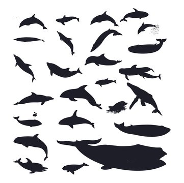 Dolphin & Whales Vector Sihouette Set