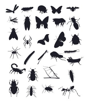 Insect Vector Silhouette Set