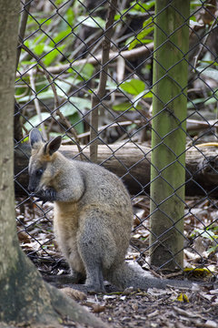 Swamp Wallaby near a wire fence