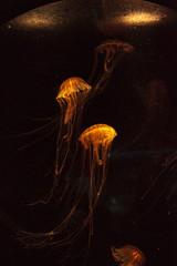 Obraz premium Japanese sea nettle Jellyfish, Chrysaora pacifica, can range in color from gold to red. Their dark stripes extend from the top to the bottom of the bell.