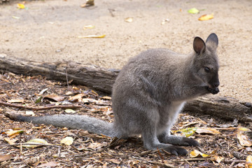 Swamp Wallaby licking paws to cool down