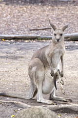 Eastern Grey Kangaroo with joey