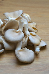 Pleurotus ostreatus