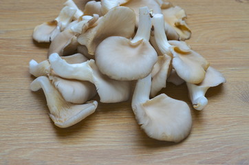 Pleurotus ostreatus