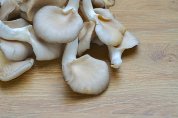 Pleurotus ostreatus