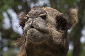 Close up of camel nose