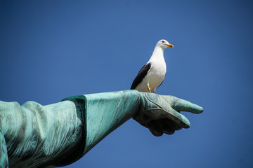 Seagull on a statue