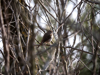 Hermit Thrush among branches in spring