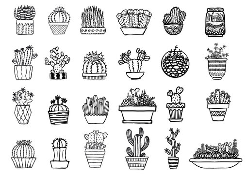 Hand drawn cactus isolated on white background