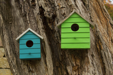 Two bird's houses on the old big tree