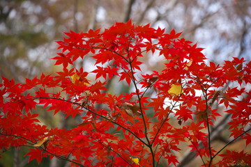 紅葉