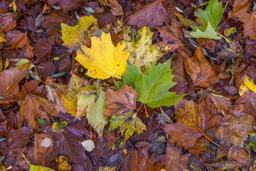 Golden foliage texture and maple leaves