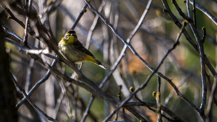 Palm Warbler on tree branch