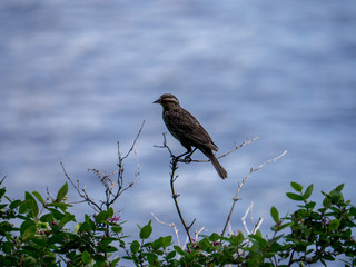 Red-winged Blackbird female on post