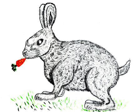 Cute Rabbit Drawing