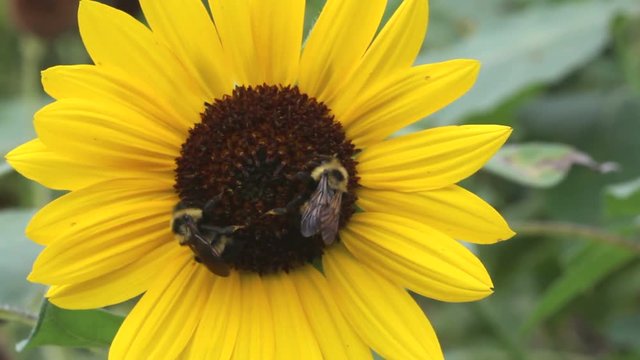 Two lemon cuckoo bumblebees (Bombus citrinus) forage for pollen and nectar while pollinating a yellow sunflower (Helianthus annuus)
