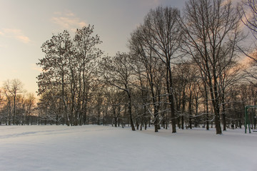 Snowy winter forest, winter landscape
