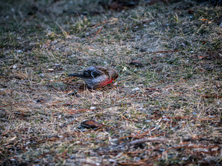 Common Redpoll feeding on ground