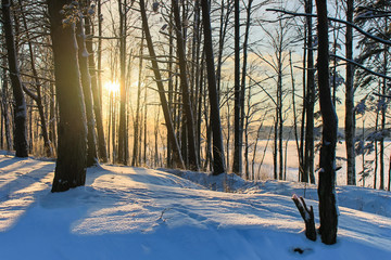 The rays of the sun in the winter forest, winter landscape