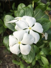 white catharanthus roseus flower in nature garden