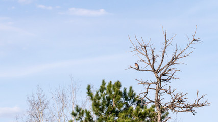Eastern Bluebird on dead tree branch