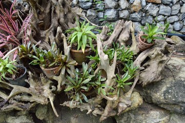 plants garden