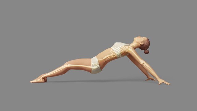 Upward Plank Pose Of Stretching Young Female With Visible Skeleton + Alpha
