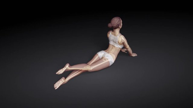 Yoga Cobra Pose Of Stretching Female With Visible Skeleton