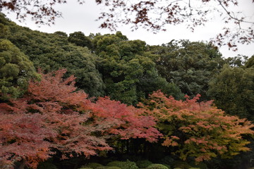 旧古河庭園　緑の葉と紅葉
