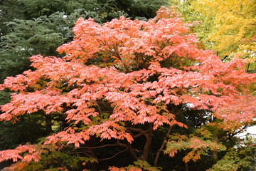 旧古河庭園　黄色の葉と紅葉
