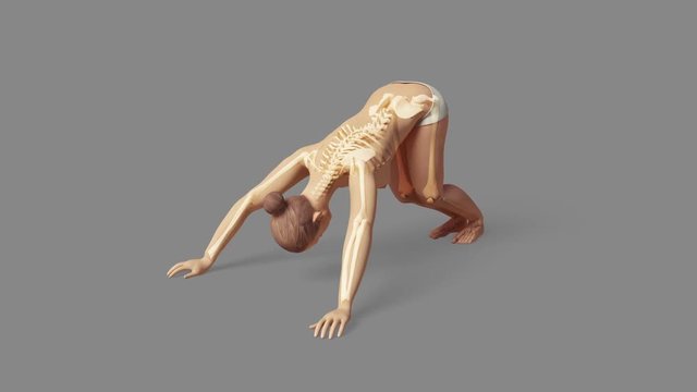 Downward Facing Dog Pose Of Stretching Young Female With Visible Skeleton + Alpha