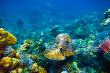 Naklejka na ściany i meble Underwater life in the tropics