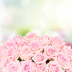 Pink blooming roses over bokeh garden background